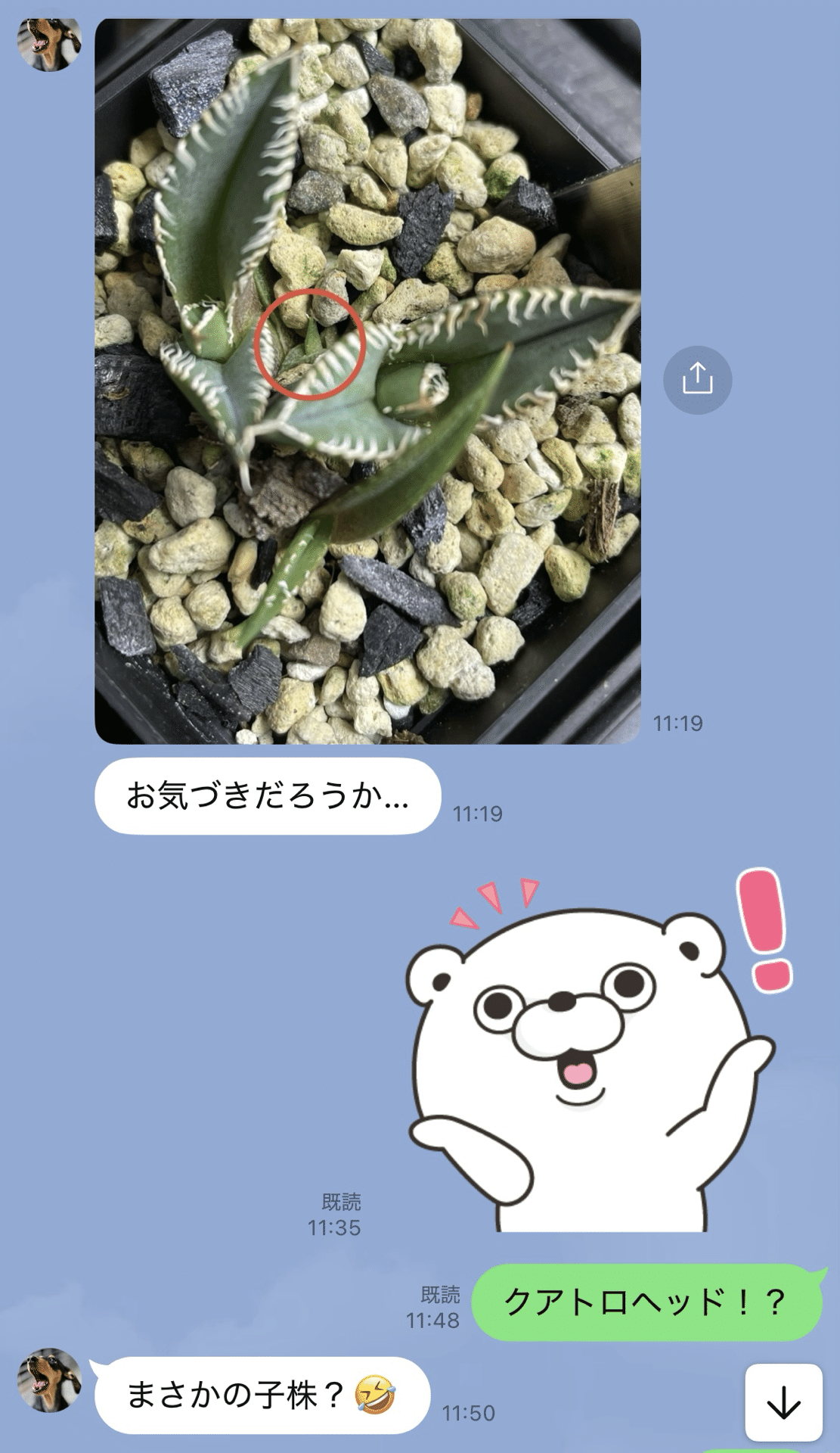 【選抜優良SS級株】大きめホリダ極上株④アガベ アガベ ホリダ【早い者勝ち！ワイドリーフのスペシャル株