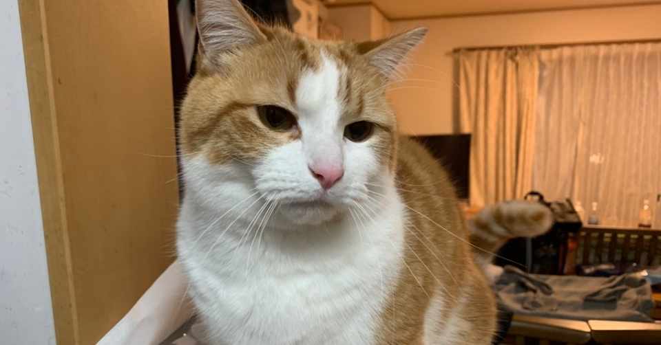 失恋と同じ うつの症状を例えるなら パンダzoo うつ病起業家 ネットカウンセラー Note