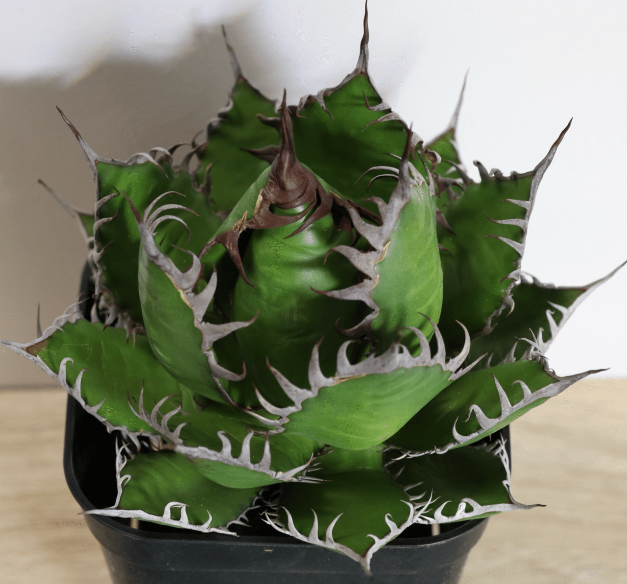 激レア高級品種 アガベ ホリダ horrida 極上強棘 狂刺 極上株 アガベ【中東