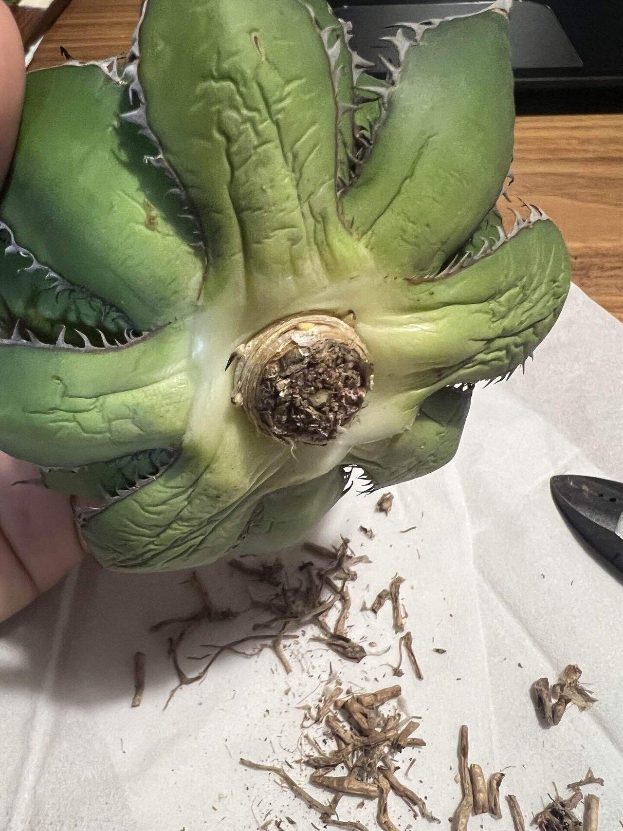 低価，豊富な 【龍園觀】No.S52 特選 アガベ 