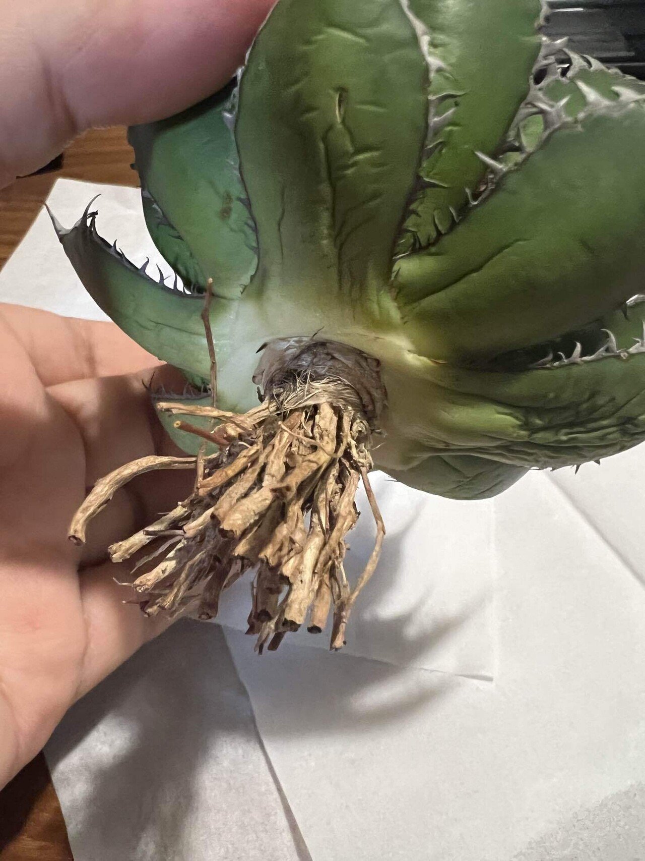 アガベ　ホリダ錦　激レア 龍園觀】No.A99 ☆希少☆ アガベ 