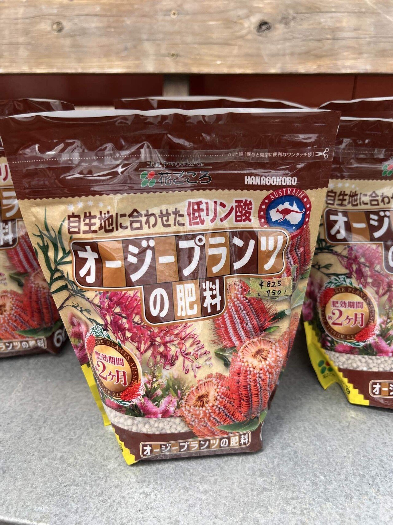 アガベ沼に落ちた話34「子株の子株・ランクSSS最高級ホリダ