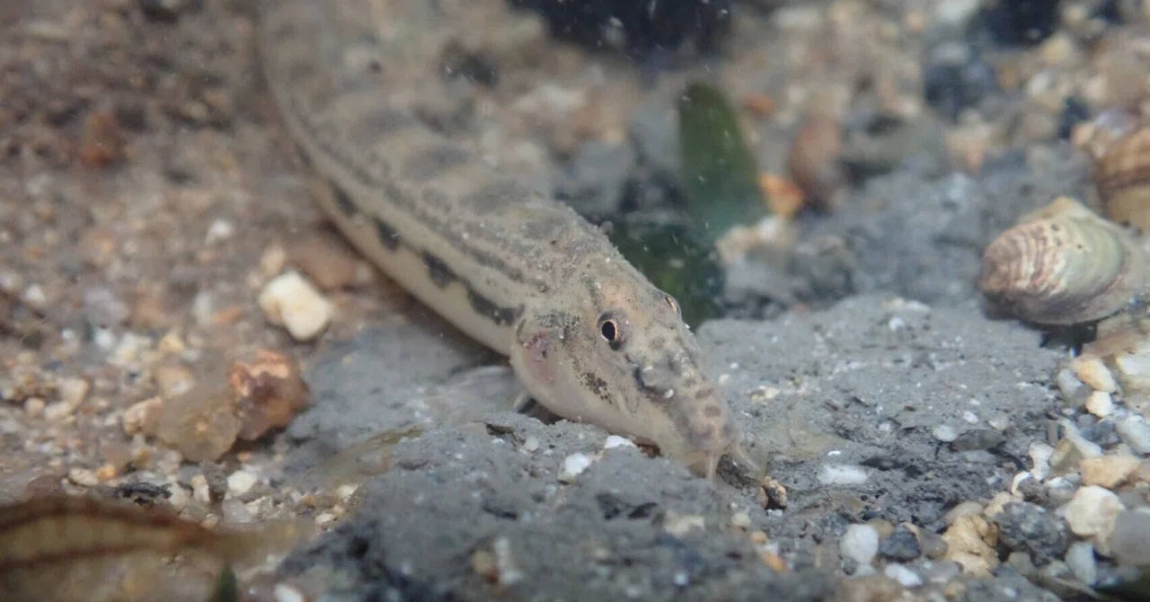 Fascinated by Japanese Freshwater Fish ～Ryo's Freshwater Fish Diary Vol ...