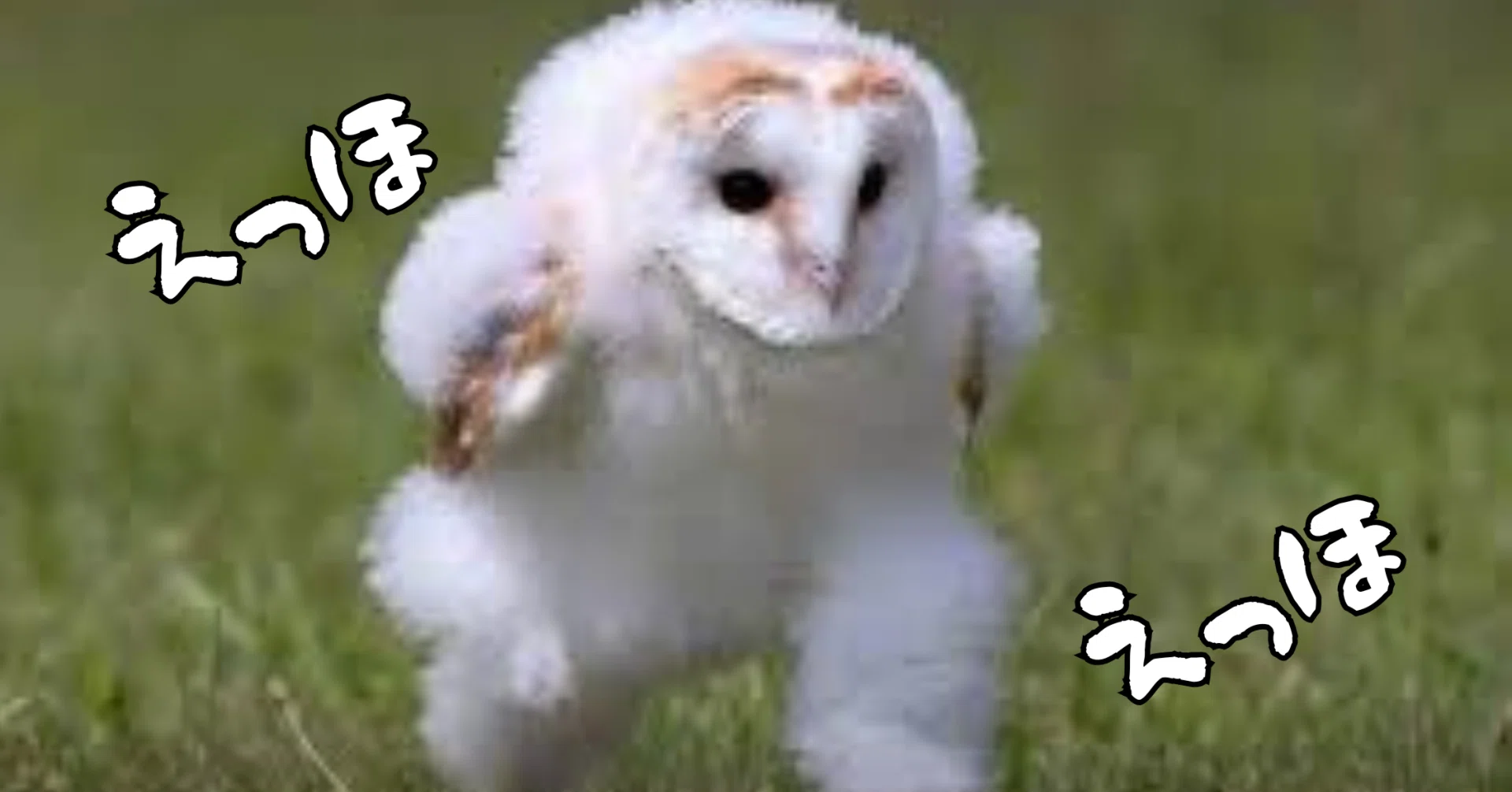 人間以外は猫舌って伝えなきゃ」「ホンマか？」｜moss paradise3055 