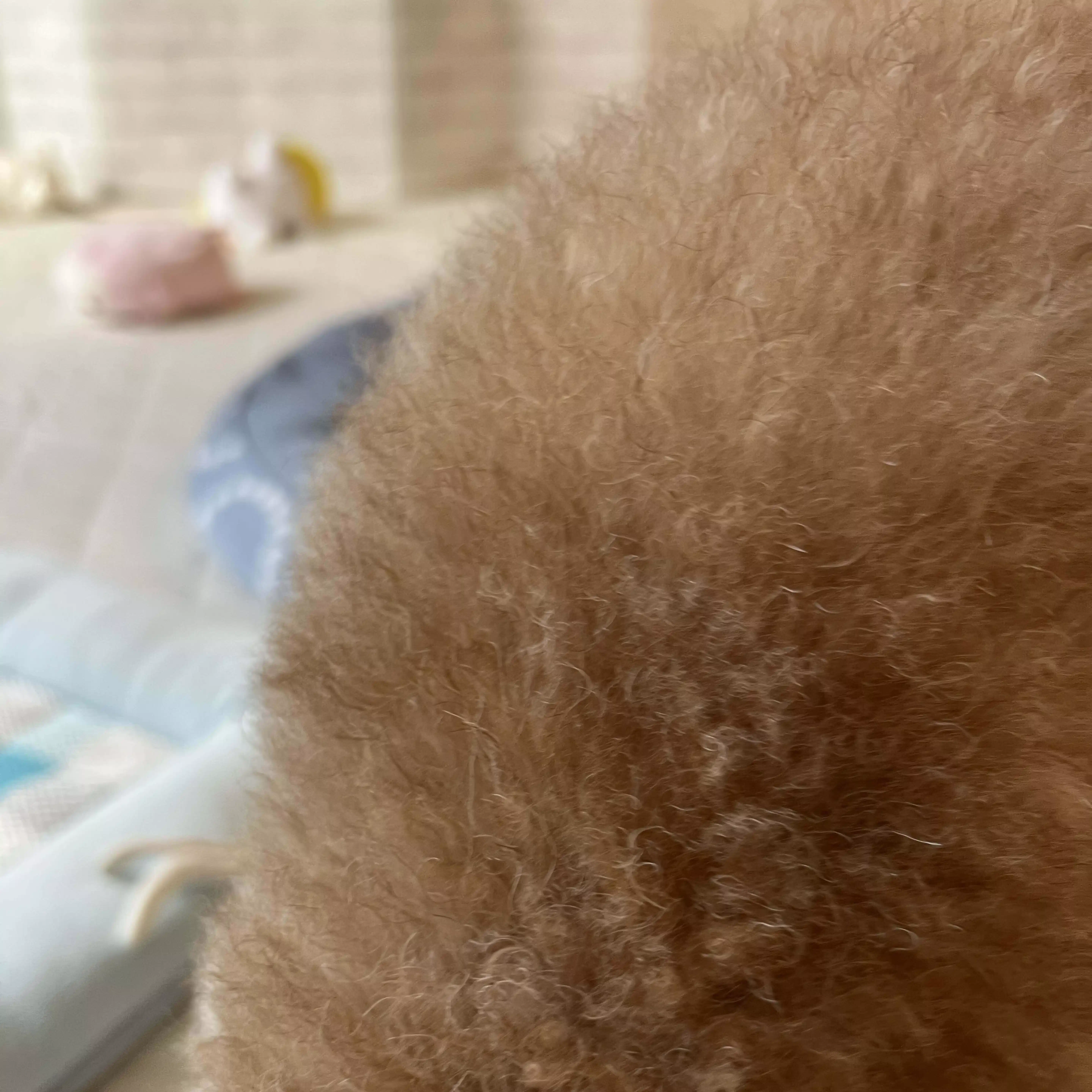 🐶や・きいも🐶