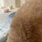 🐶や・きいも🐶