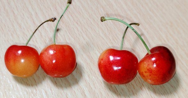 さくらんぼの花が咲きました！｜AIZUYA JAPAN