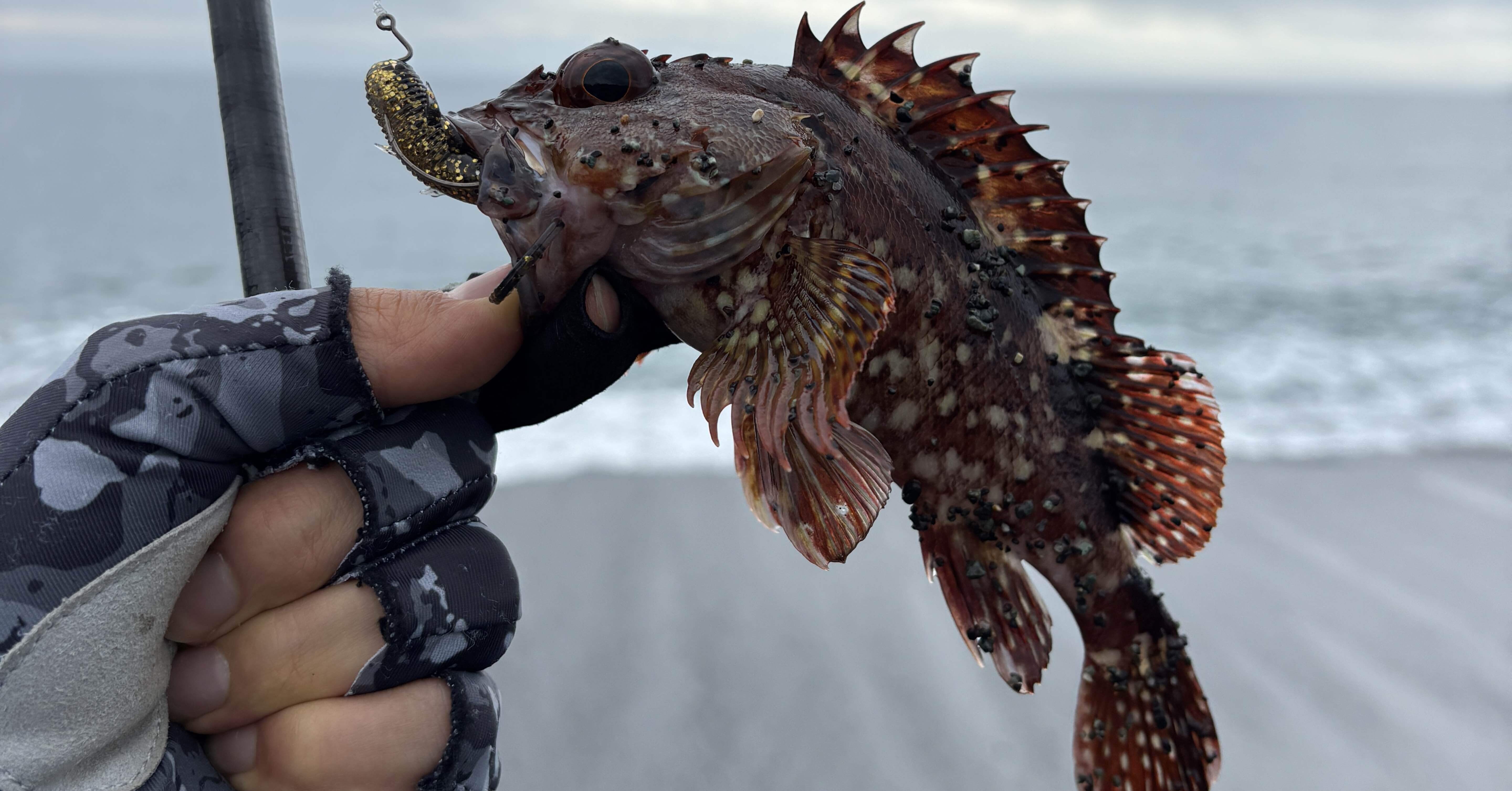 釣行記#81 【6月下旬】相模湾サーフ・辻堂海浜公園前での釣り【大潮