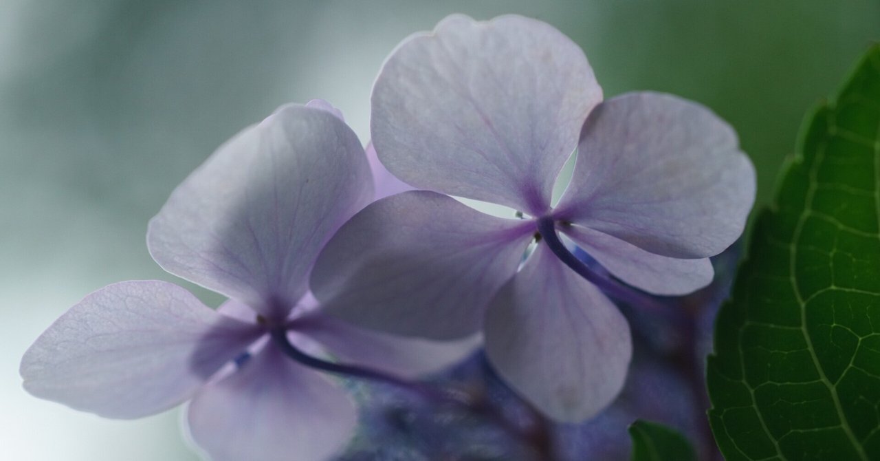 紫陽花③～｜g_hiro_510
