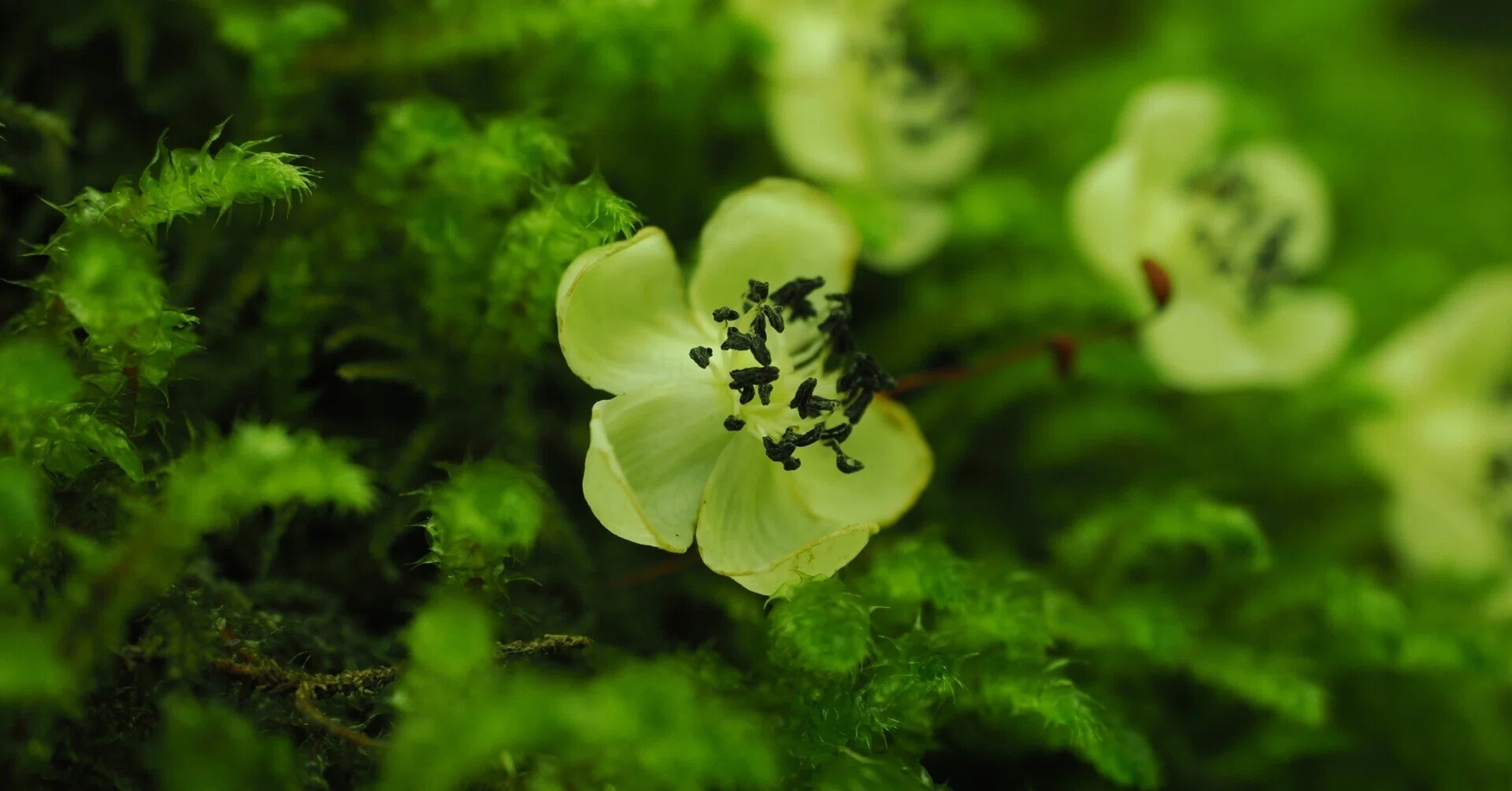 苔の花？ 【奥入瀬 25/6/24】｜奥入瀬日和@星野リゾート