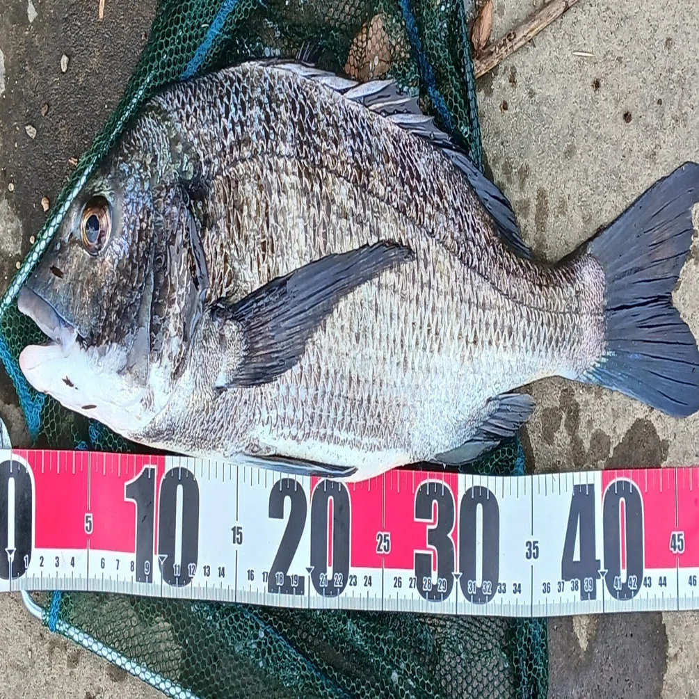 今日も都市河川でヘチ釣り！良型クロダイとの最高の激闘！｜マチツリ