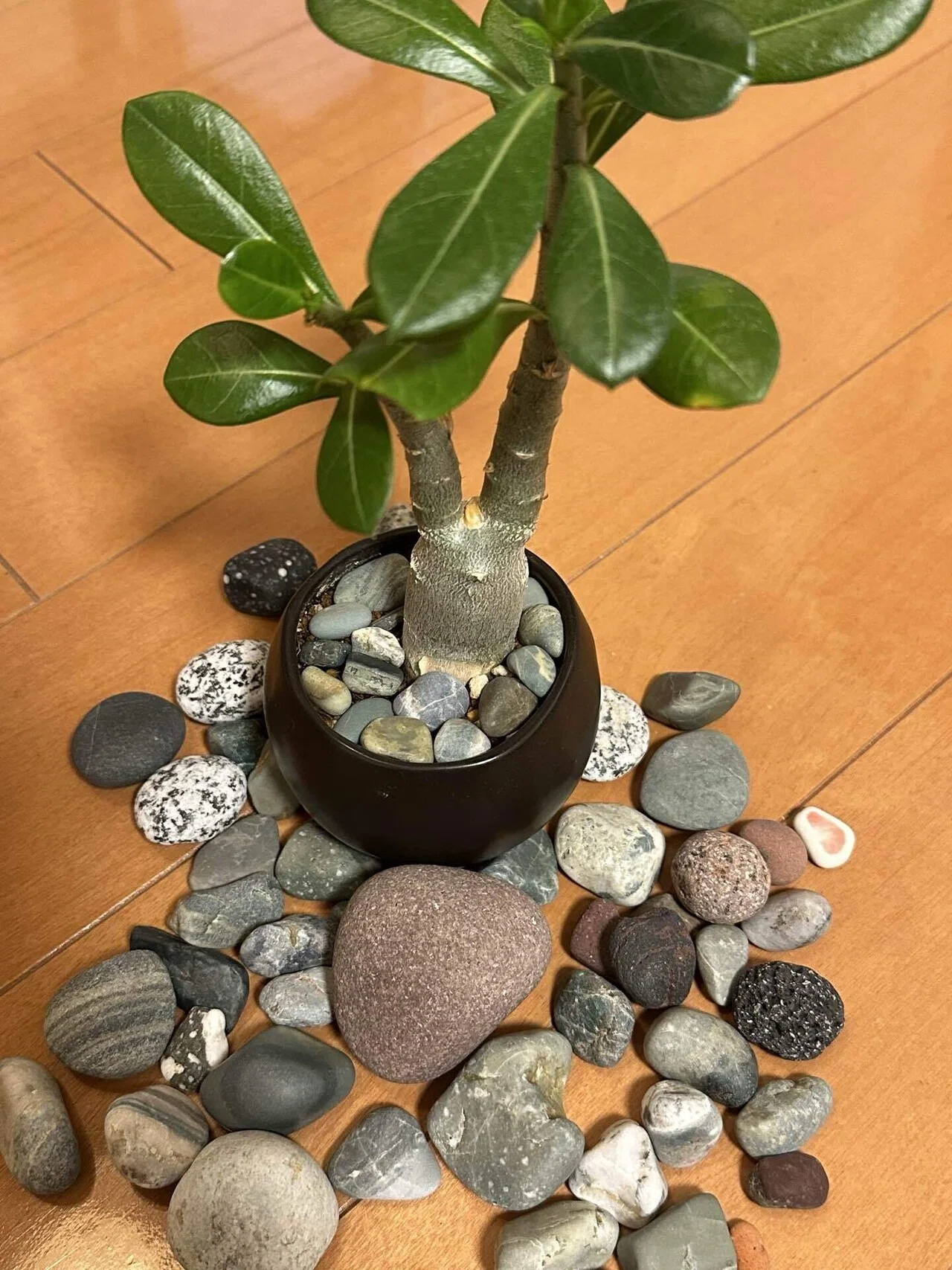 My Home Plant Encyclopedia - BOTANICHI - (Updated Regularly)｜ふたりのボタニカル ...