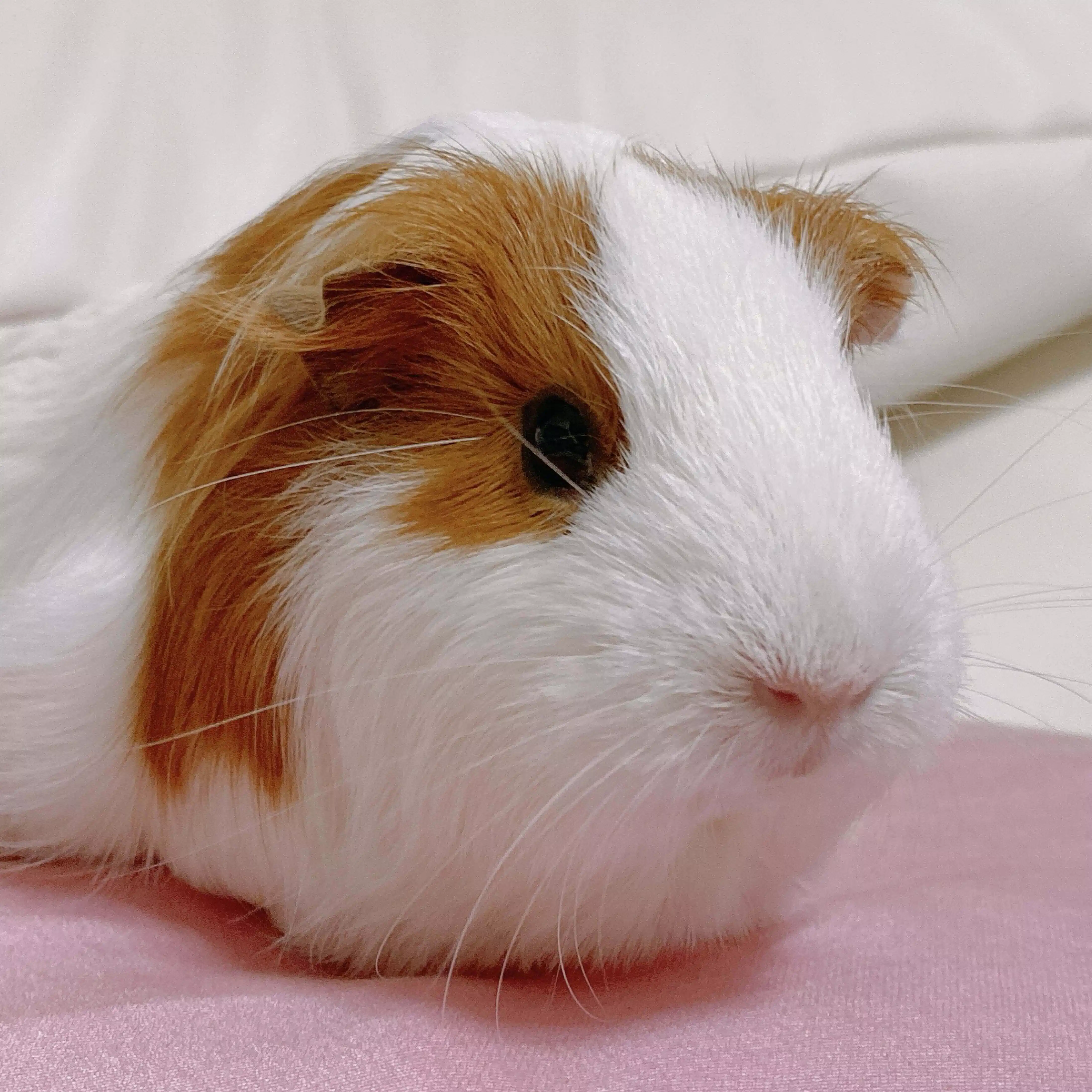 もるもと