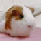 もるもと