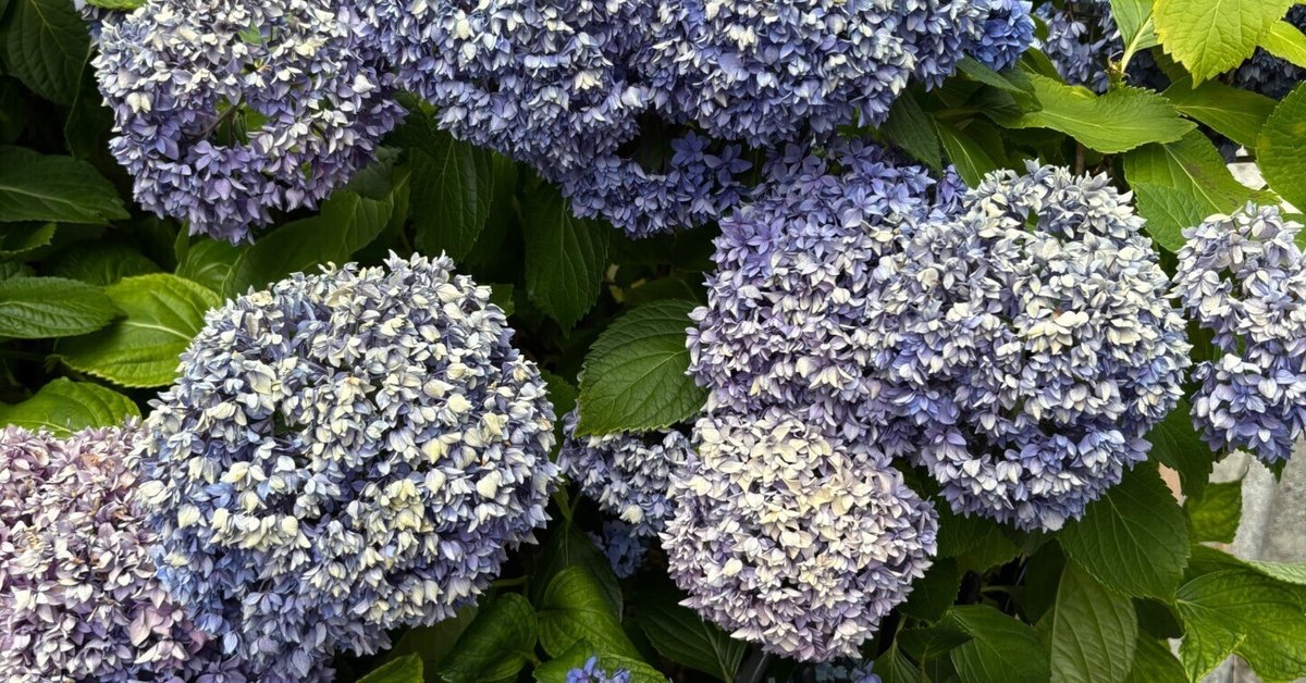 紫陽花、ほぼ終わり。7月からはボタンクサギ？たまたま出会った