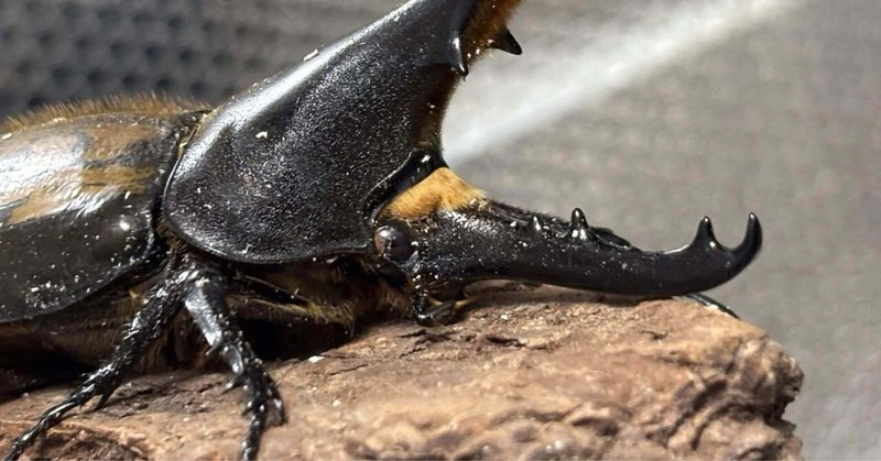 ヘラクレスオオカブト エクアトリアヌス｜Debris@昆虫｜note