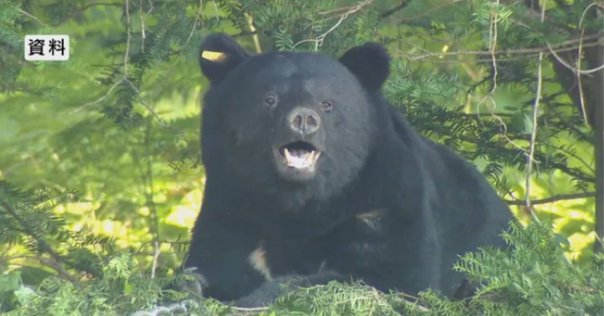 熊の散歩 クマが飼い犬を地面に…「OSO18」の影で続いていた「RT」の被害