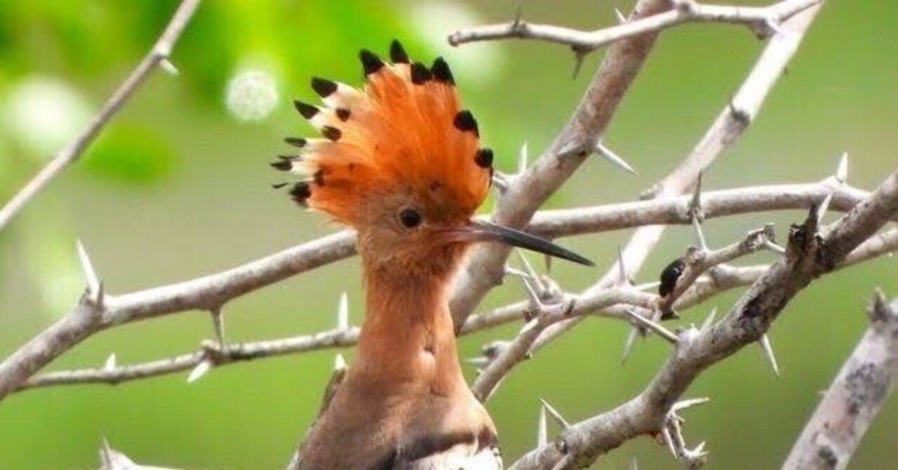 スリランカ探鳥記30 ヤツガシラ｜一羽一会(いちわいちえ)/野鳥愛好家