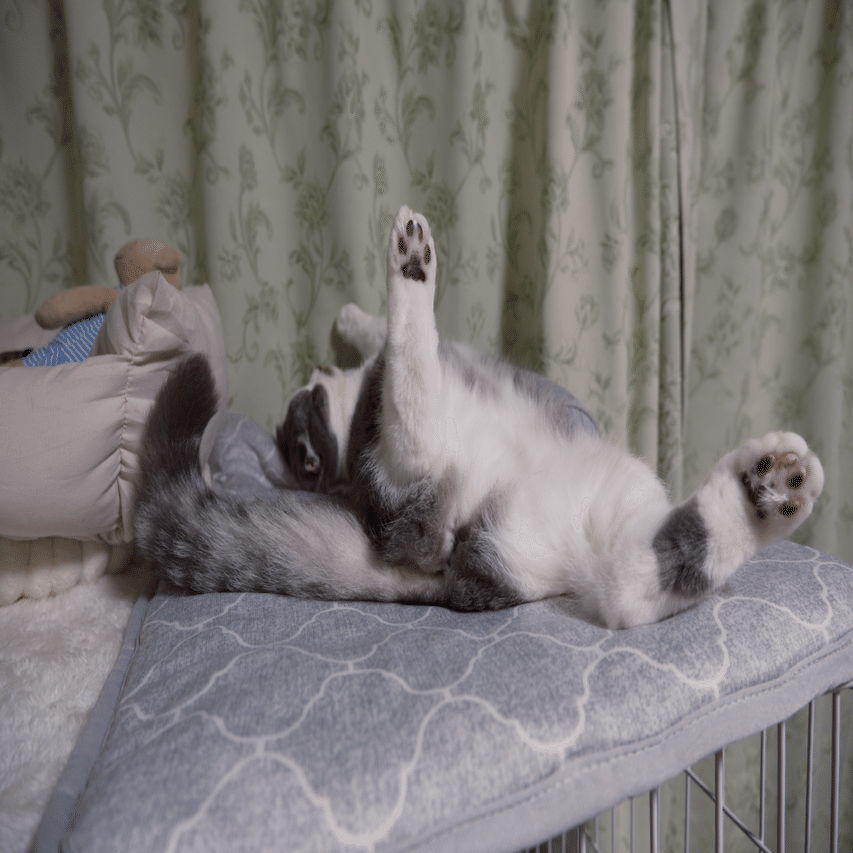 へんなねこ】【Fuji X-T50】フィルムシュミレーション試してみた｜まとのん