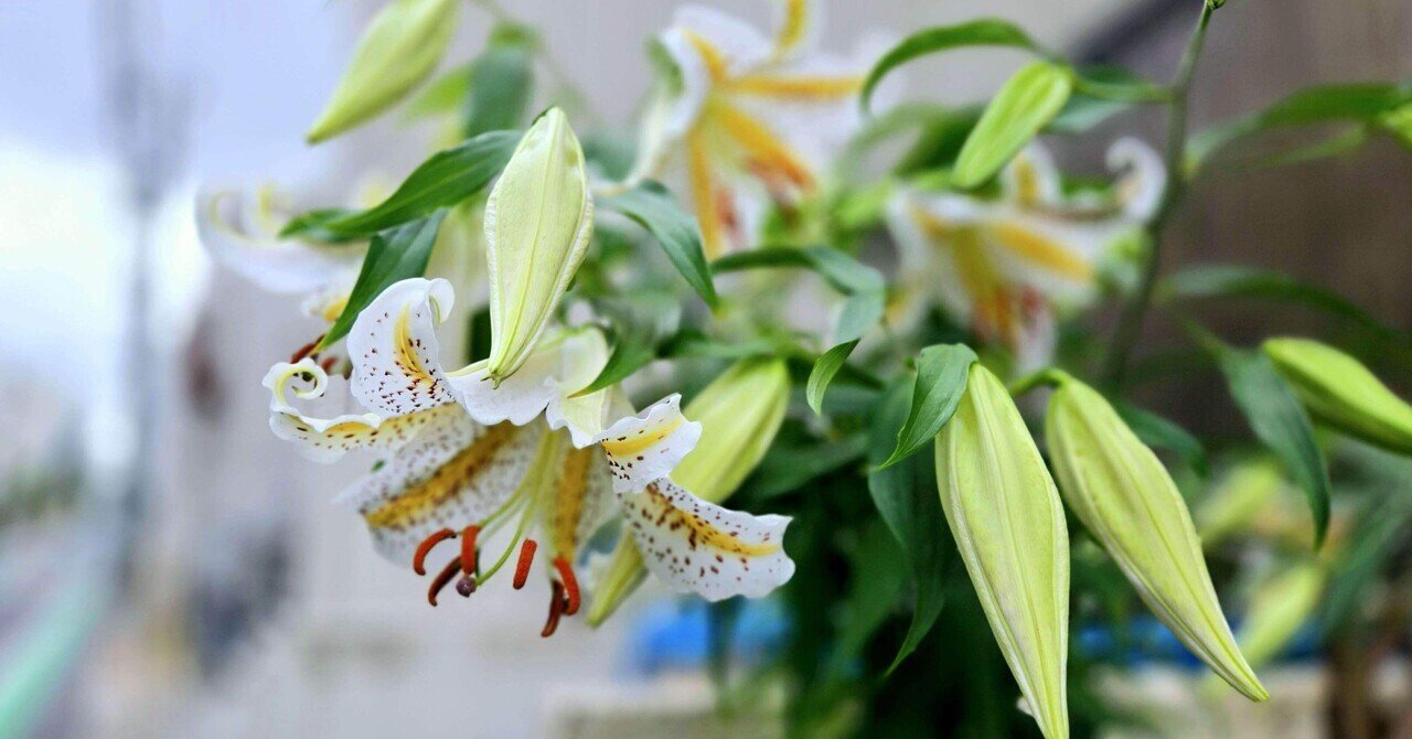 自然写真家 ハンヌハウタラ 写真集 Nature in the Kalevala 自然写真家 ハンヌハウタラ 写真集 Nature in the Kalevala