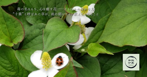 渓梅一朶香｜折道 沙紀