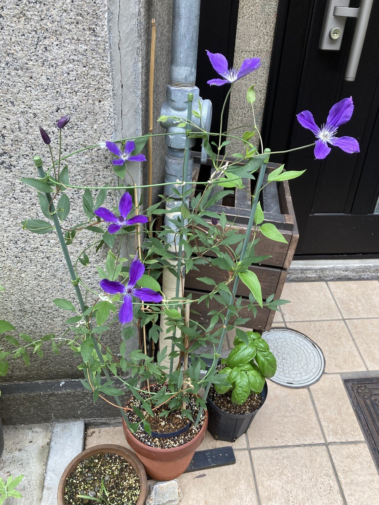今朝の我家のクレマチス、アフロディーテ・エレガフミナ・・苗で買った