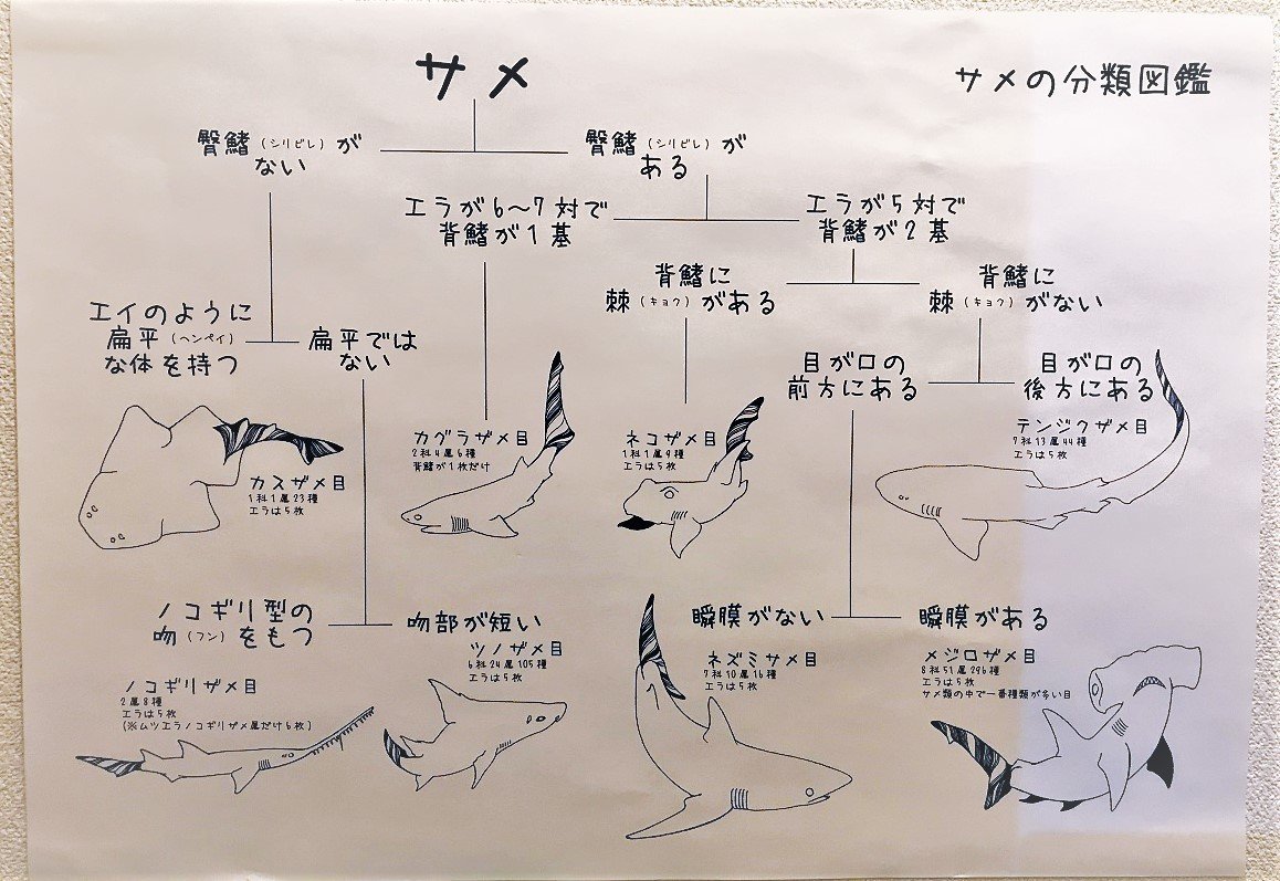 ２月２３日連休中日の過ごし方 おもにサメ展２ と中崎町界隈のカフェ バー 悠冴紀 小説家 詩人 Note