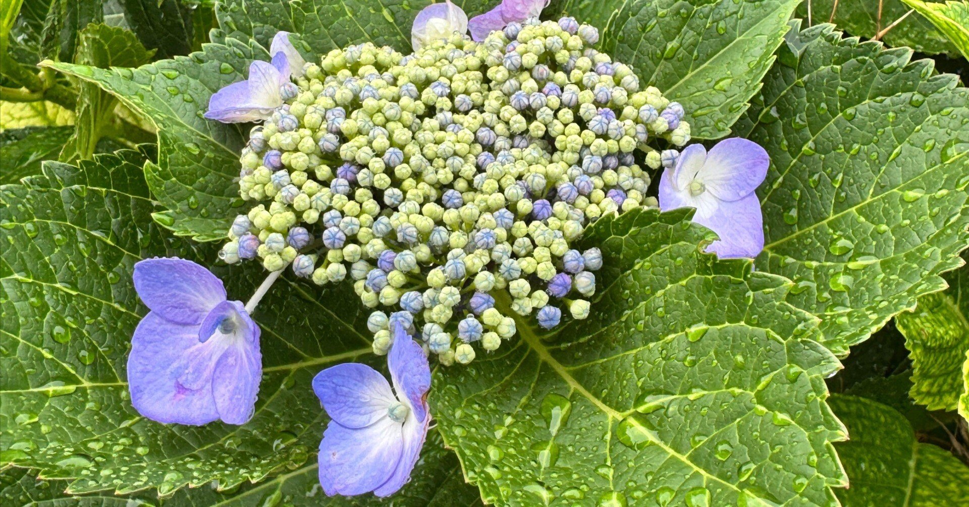 梅雨の頃咲く花は雨に濡れてこそ美しい｜Cressonboy