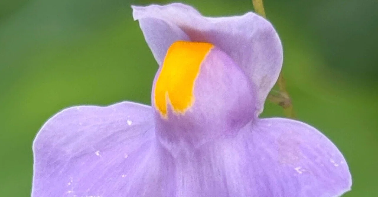 Utricularia longifolia: A Mono-eye Ghost Flower Floating in the ...