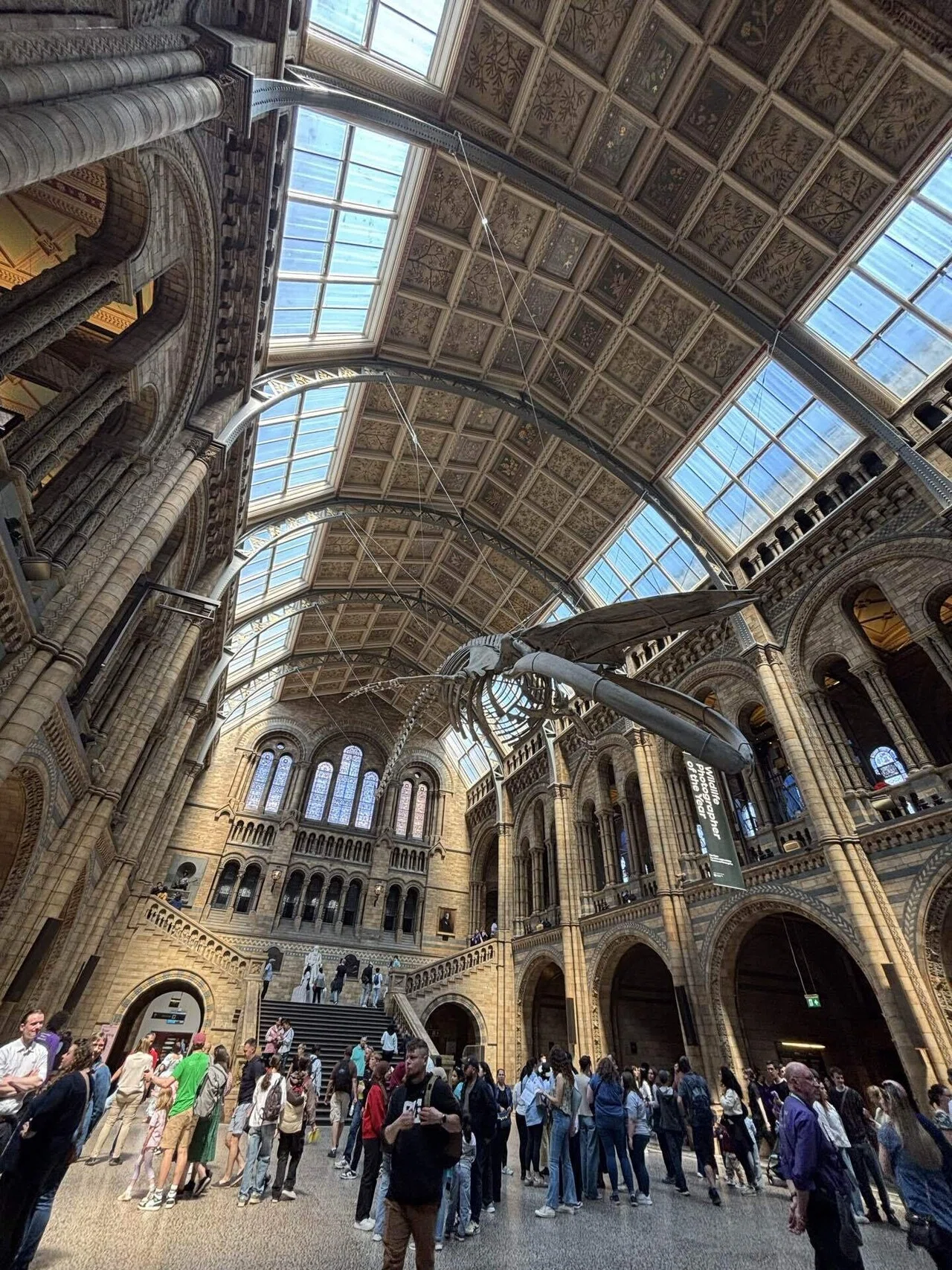 ロンドン旅行2025⑥自然史博物館｜あざらし