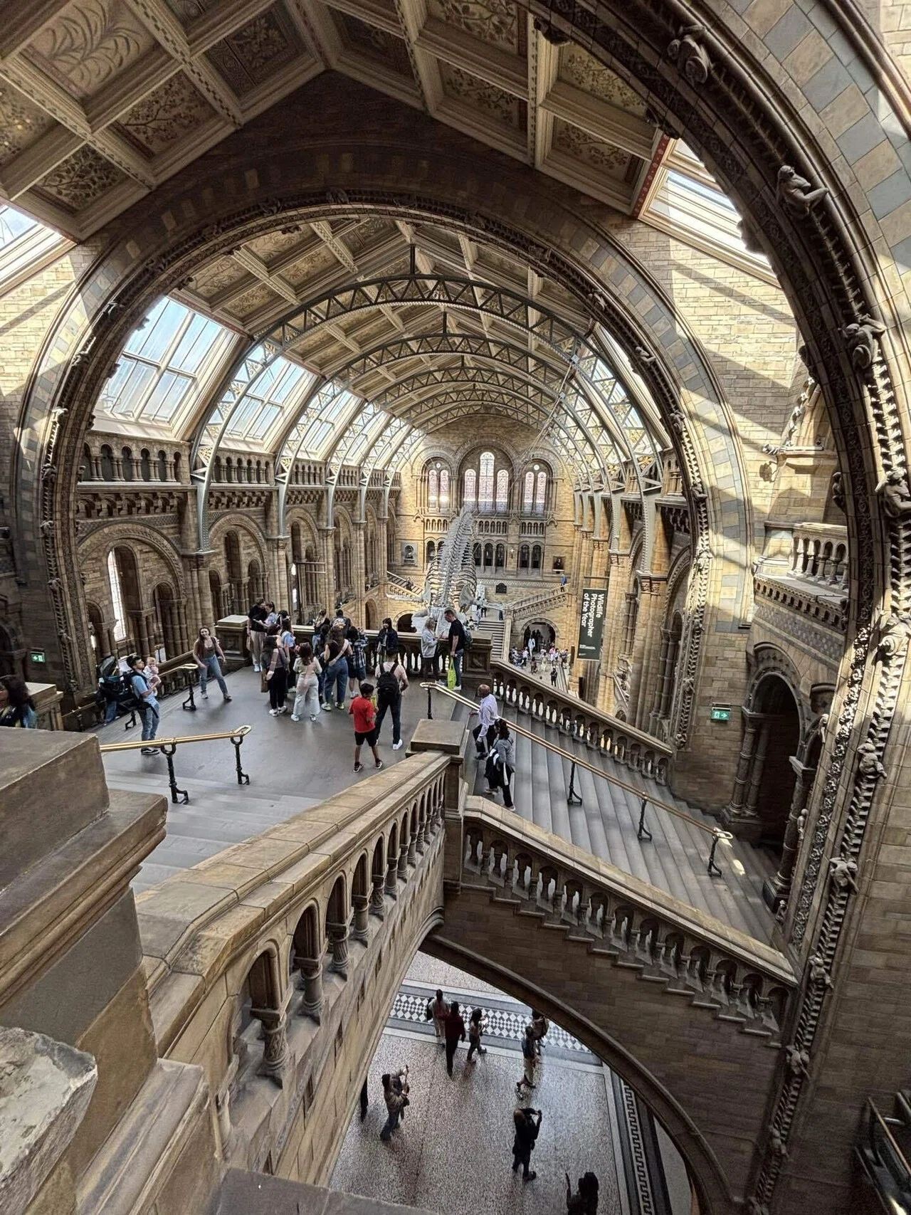 ロンドン旅行2025⑥自然史博物館｜あざらし
