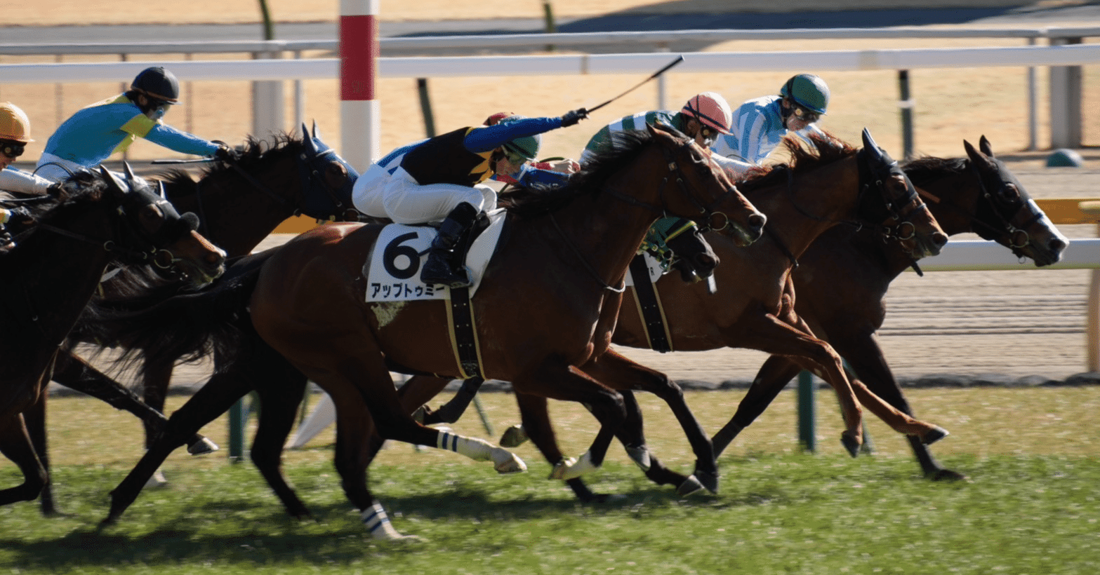 まったくの競馬初心者がとりあえず東京競馬場に行ってみた｜園田ゆきこ｜30代独身、たぶんこのまま。でもまあまあ元気です。