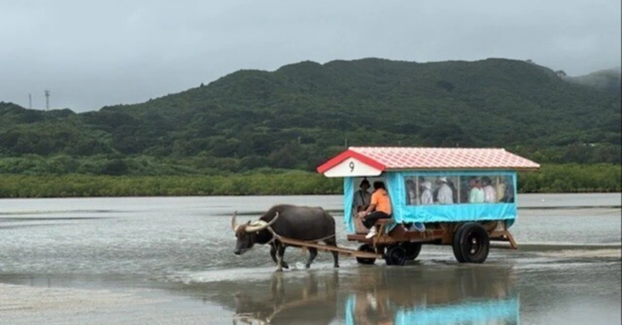 最果ての西表島で水牛車に乗って（八重山紀行）｜makiryo9