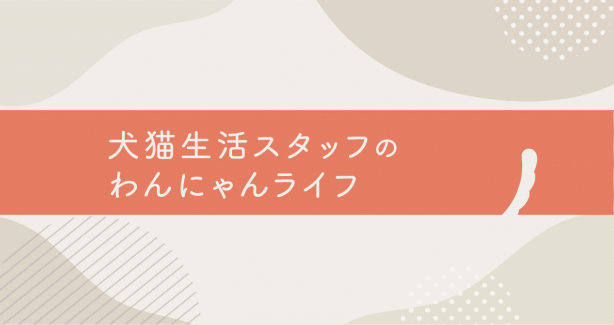 犬猫生活スタッフのわんにゃんライフ｜犬猫生活株式会社｜note
