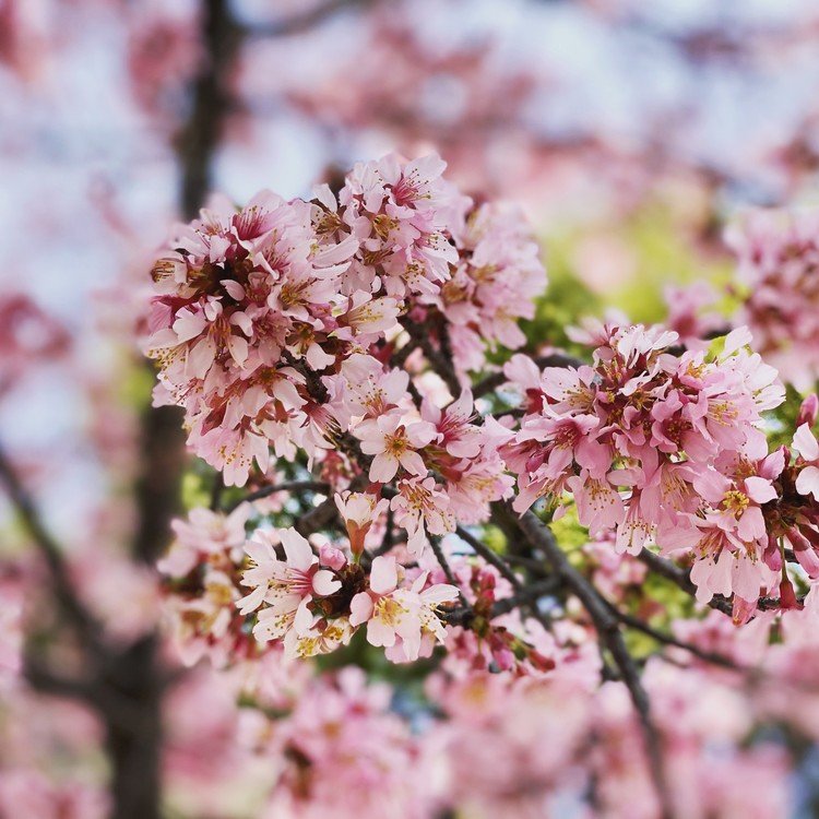 おかめ桜🌸  きれいな桜を見ることができました。  #日本 #桜 #さくら  #おかめ桜