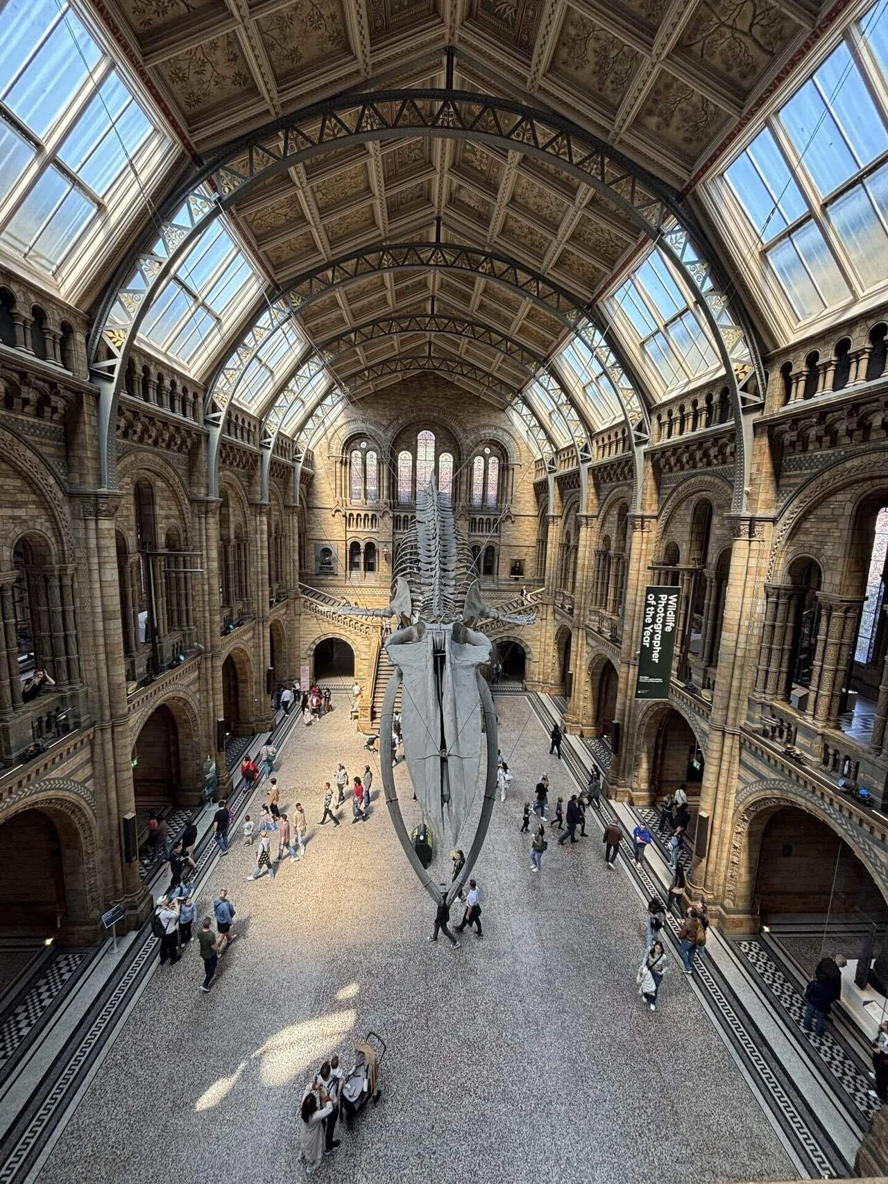 ロンドン旅行2025⑥自然史博物館｜あざらし