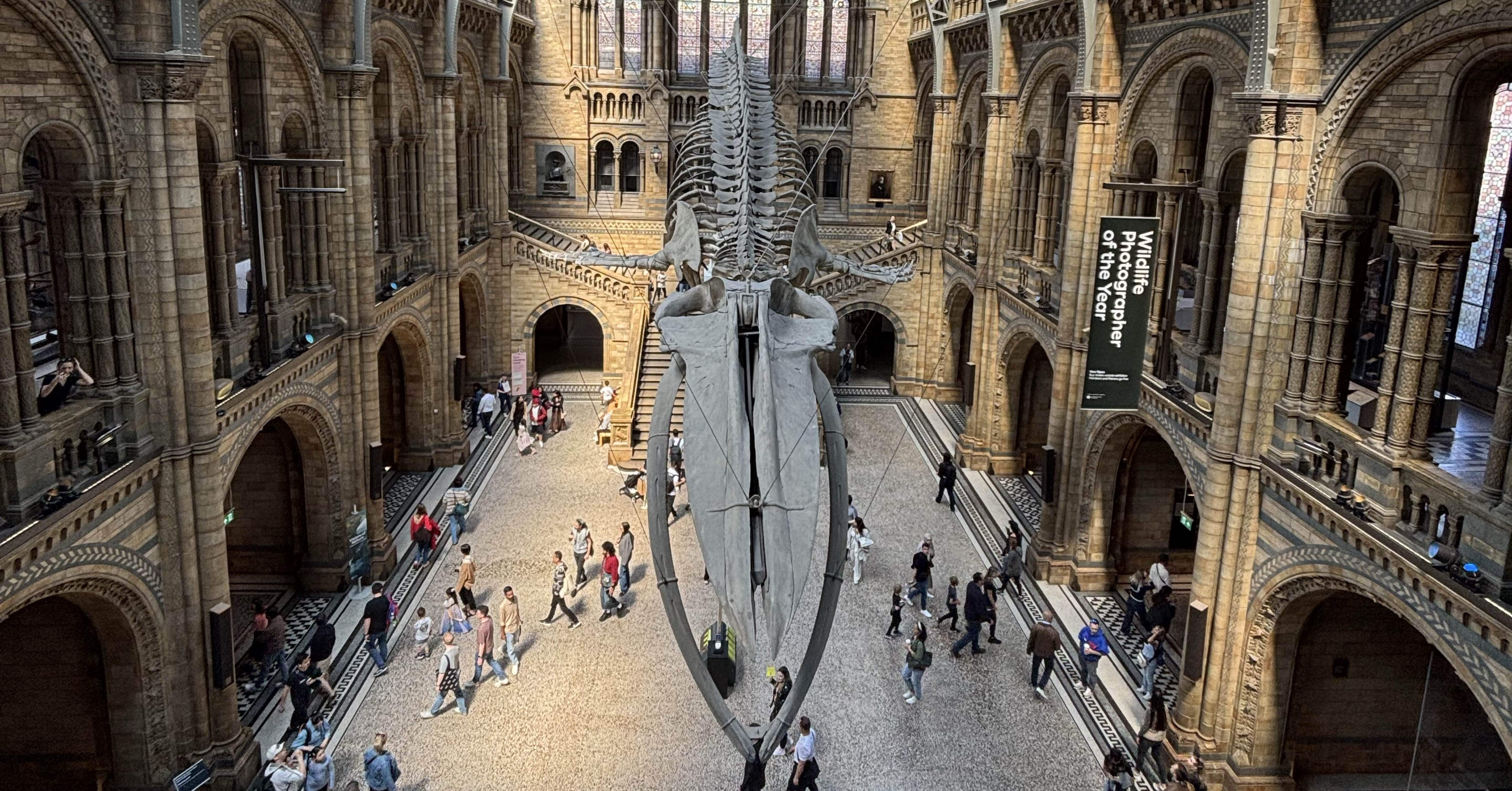 ロンドン旅行2025⑥自然史博物館｜あざらし