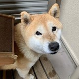 柴犬の小麦さん | shibainu_komugi 