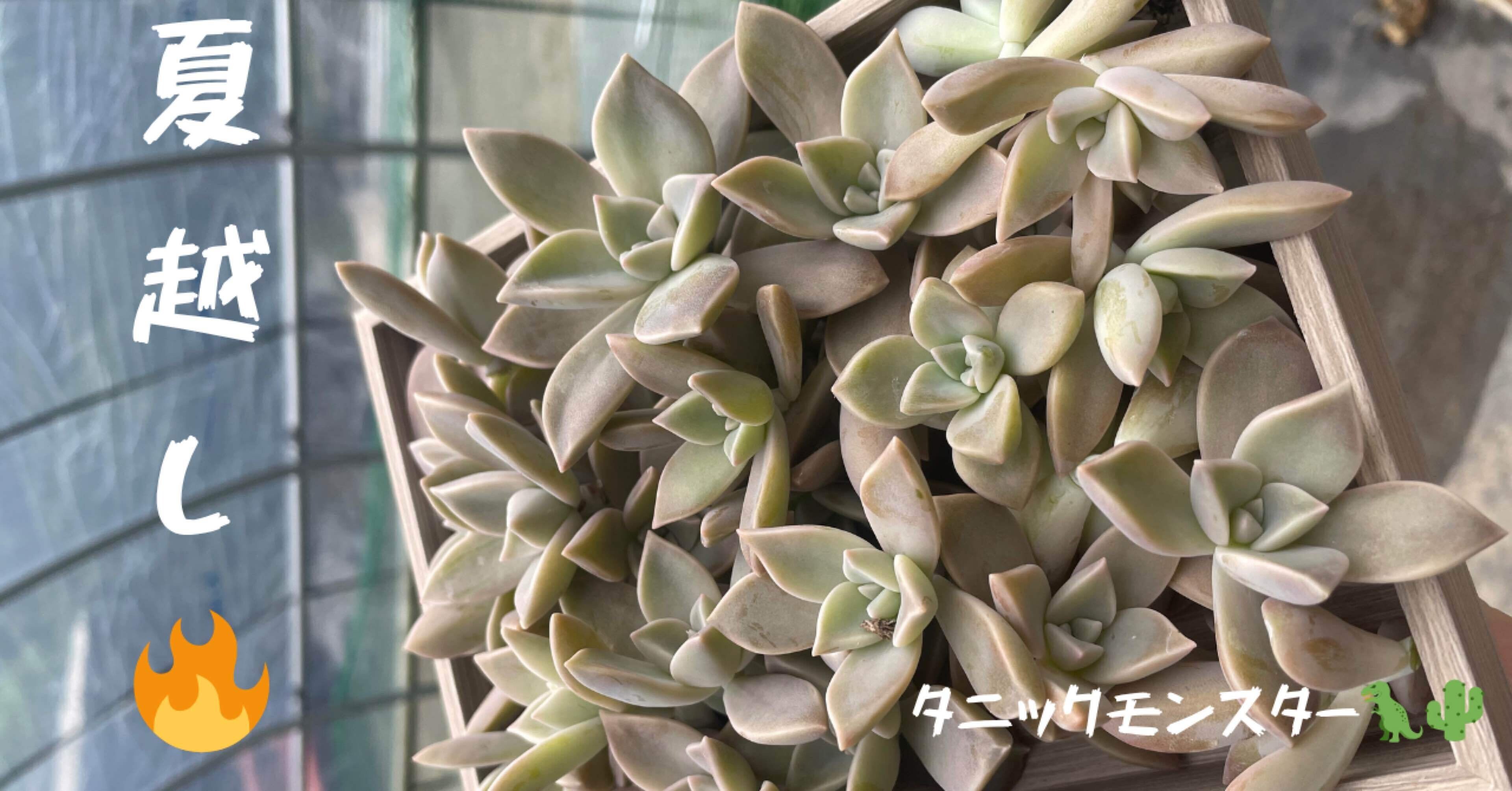 多肉Time🌵】夏越しの大試練！多肉植物を守る6つのコツ｜福岡 切り花