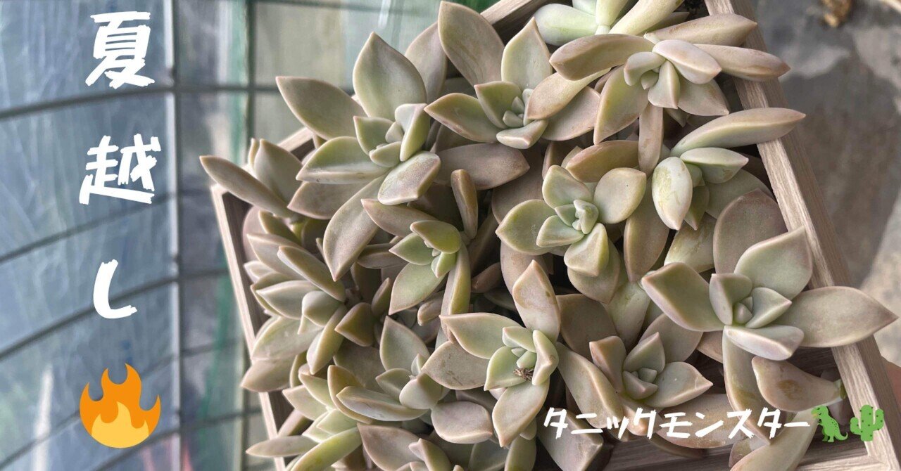 多肉Time🌵】夏越しの大試練！多肉植物を守る6つのコツ｜福岡 切り花