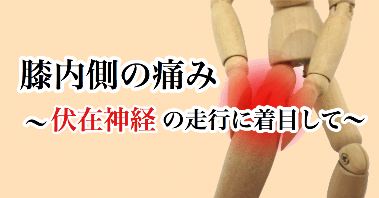 膝内側の痛み 伏在神経の走行に着目して たくみロドリゲス 運動器理学療法士 Note 膝内側の痛み 伏在神経の走行に着目して たくみロドリゲス 運動器理学療法士 Note