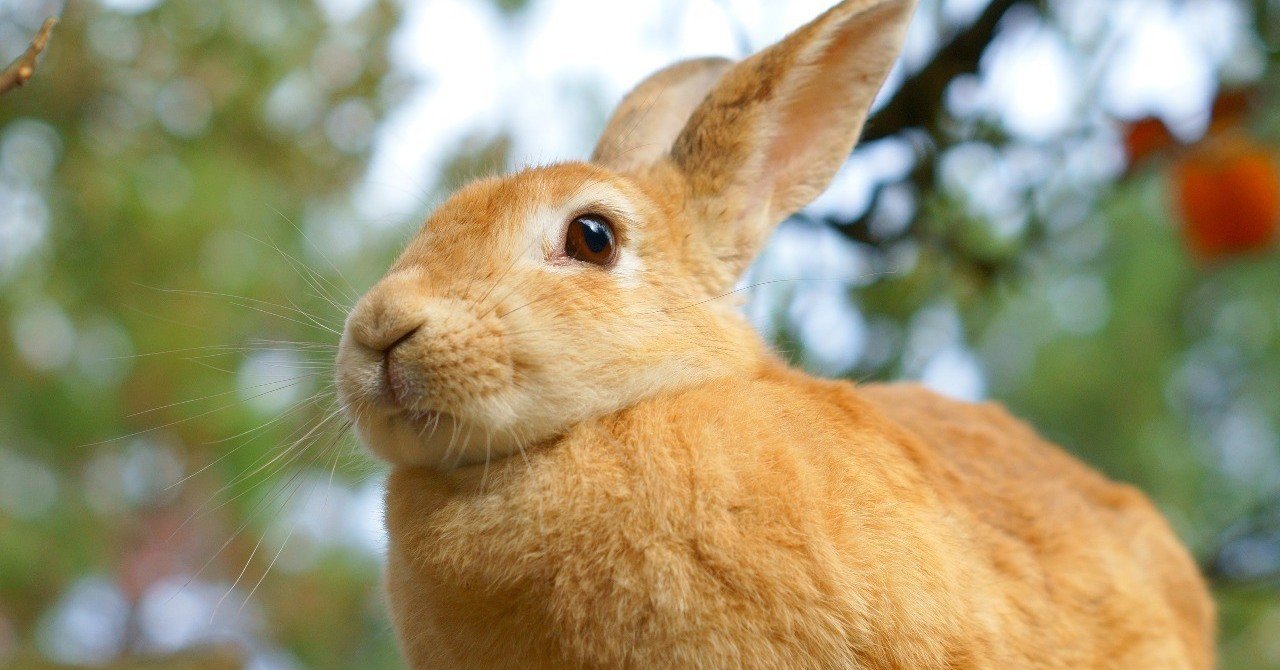 ウサギの生牧草 オススメ品種と育て方 ネジトラ Note