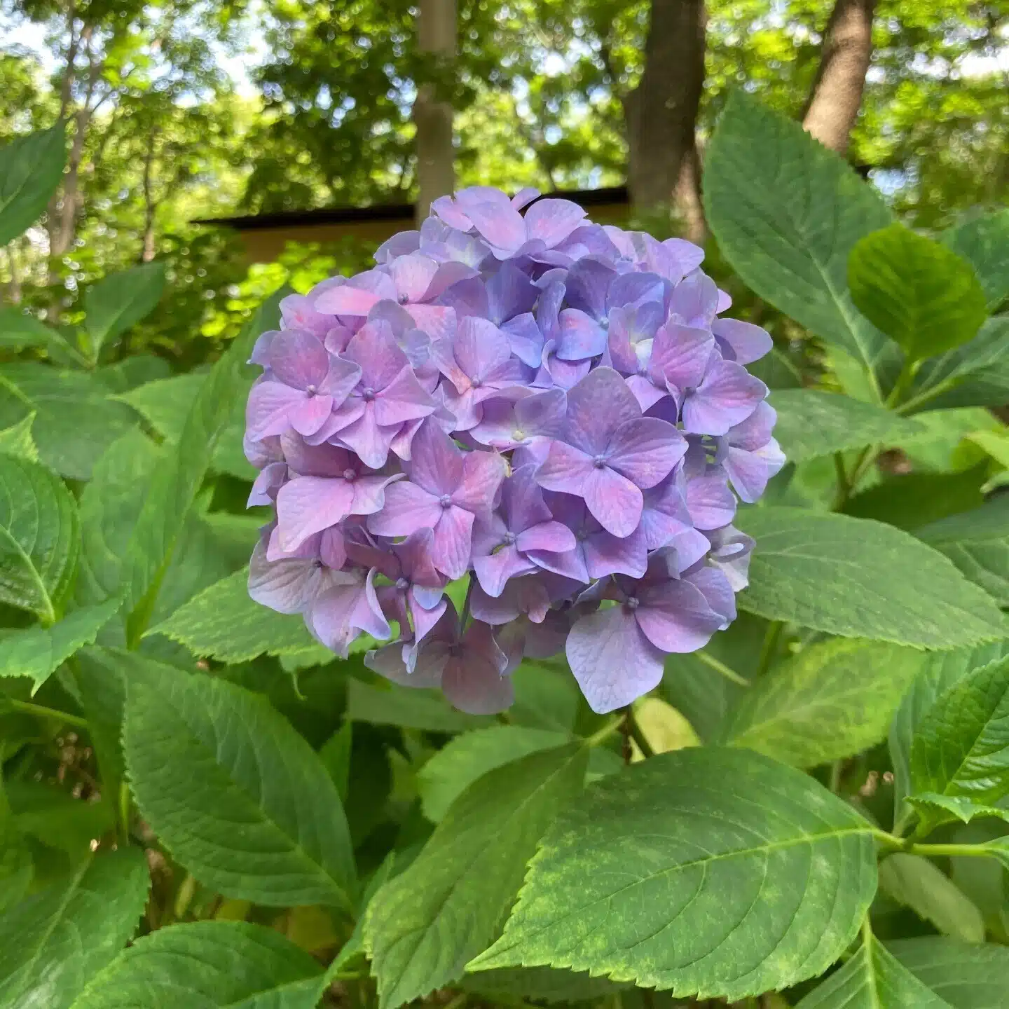 ケニケニ