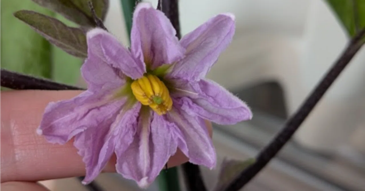 なす③】なすを植えて1ヶ月の状況｜家庭野菜
