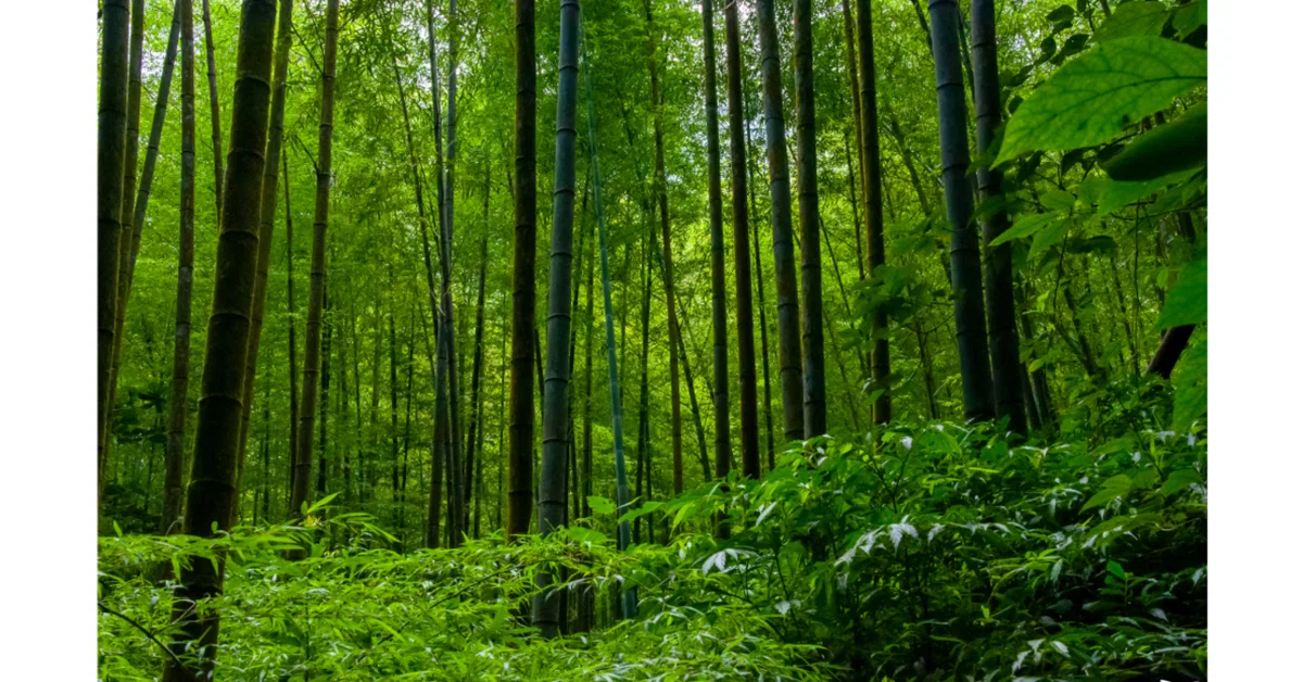 🌿心のトゲと、笹の葉の話|ライフインスパイアコーチ まさにい