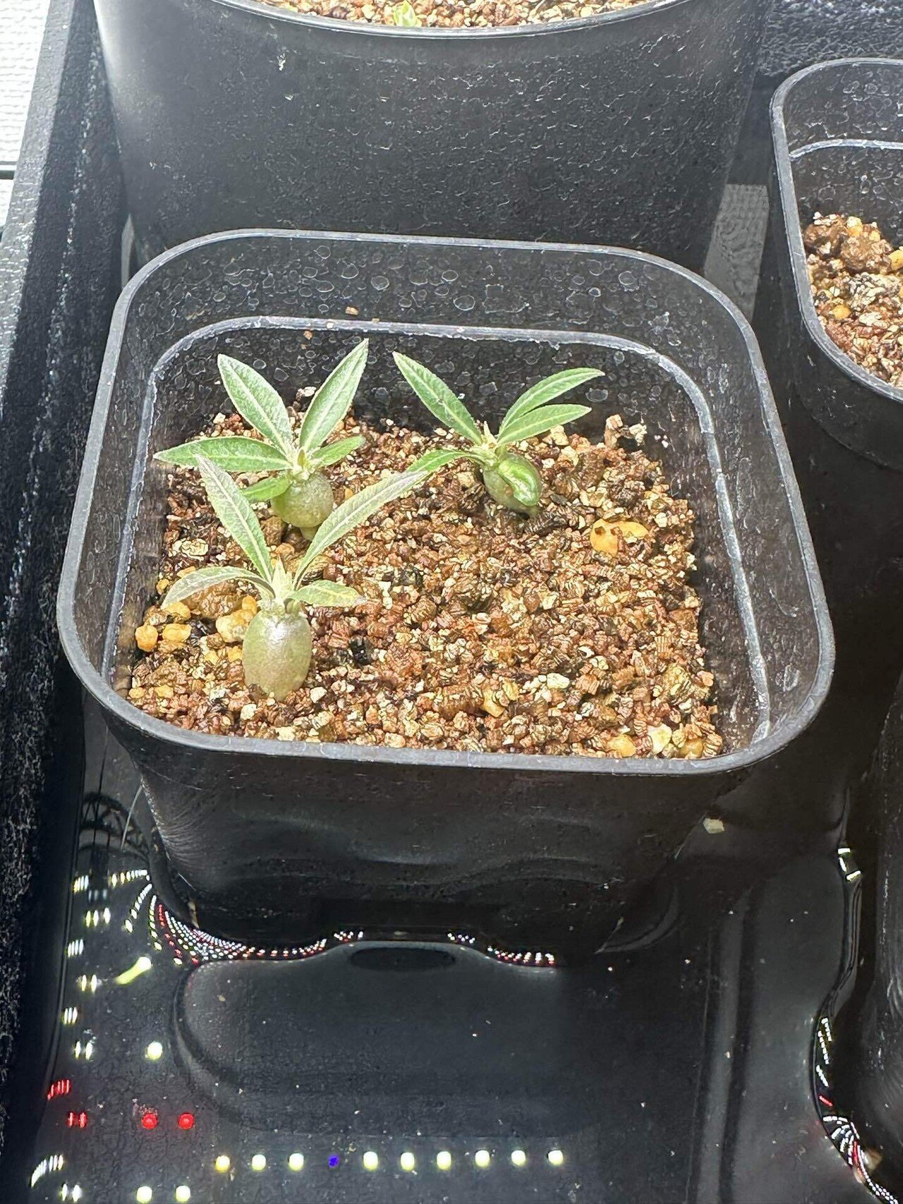 パキポディウム　実生6年　良株　コレクション パキポディウム 実生6年 良株 コレクション