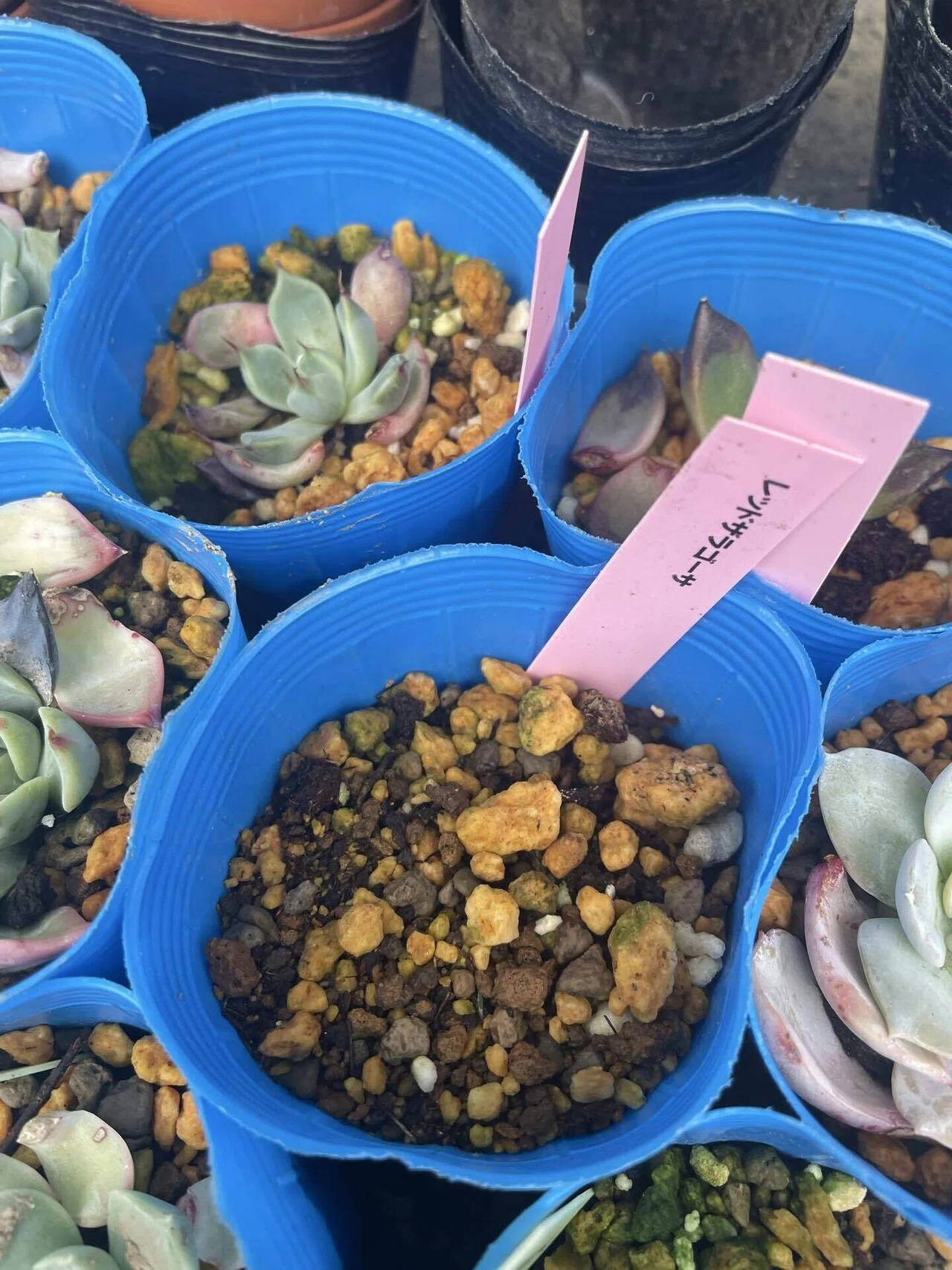 多肉Time🌵】夏越しの大試練！多肉植物を守る6つのコツ｜福岡 切り花