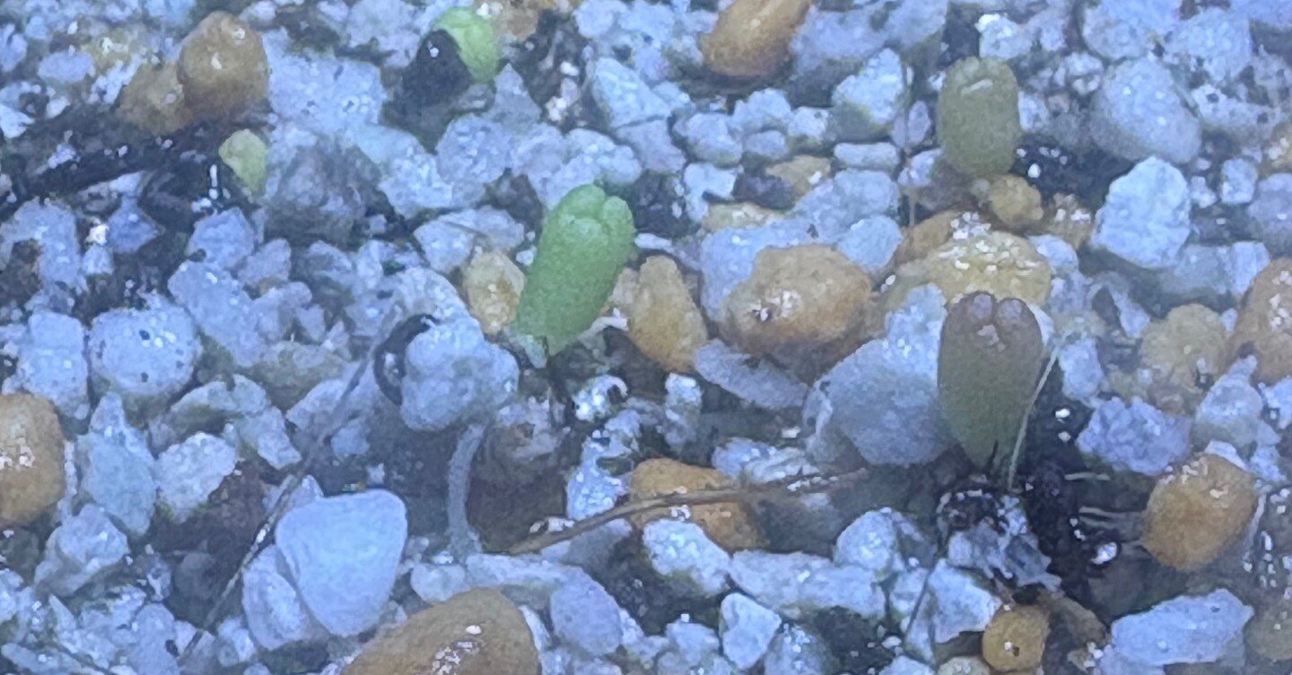 アストロフィツム兜丸・瑠璃兜・ランポー玉 育成記録（随時更新中