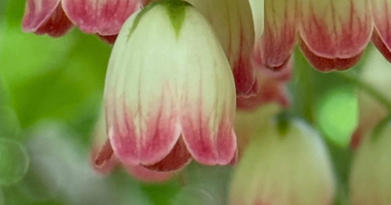 サラサドウダン ペルシャやインド布の柄に染まる花｜EGGSEED
