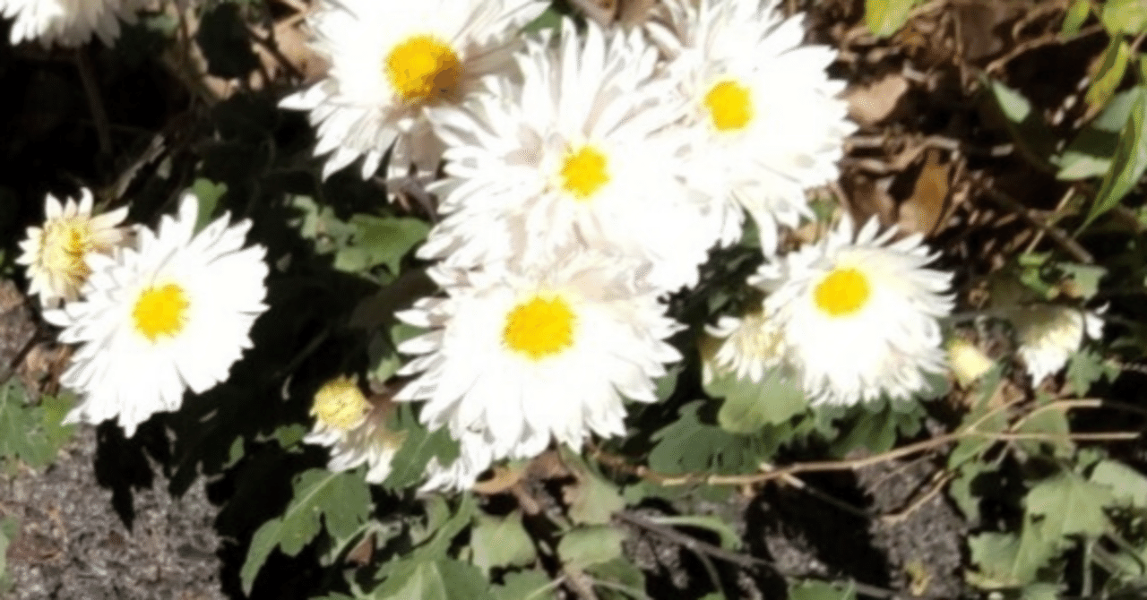 置き惑わせる白菊の花｜haruka